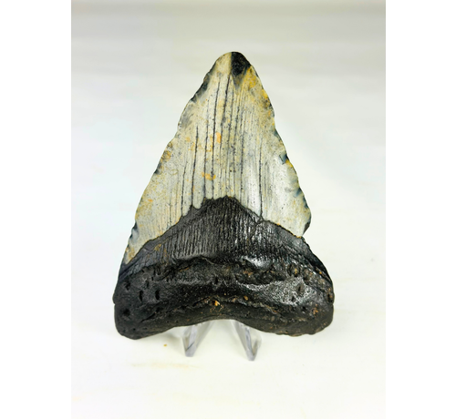 Diente de Megalodon 'The Giant' (US) - 12,3 cm