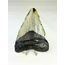 Megalodon tand 'The Giant'  (VS) - 12,3 cm