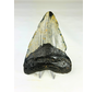 Dente di Megalodon The Giant (USA) - 12,3 cm