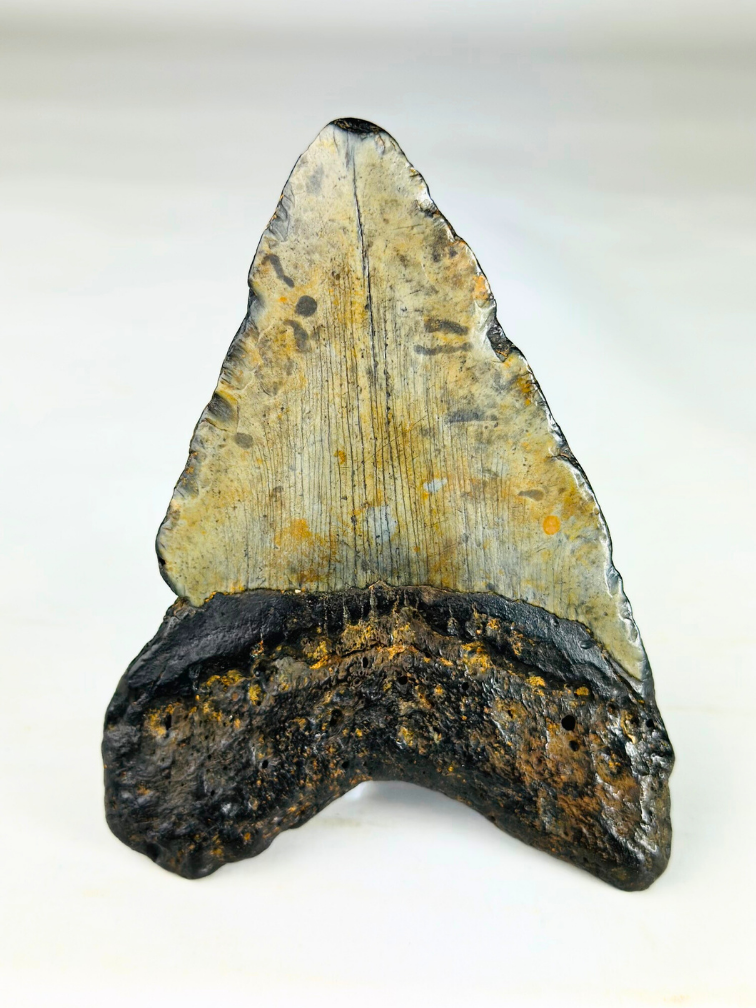 Dent de Megalodon "The Giant" (USA) - 12.3 cm