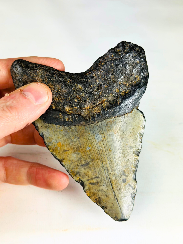 Megalodon-Zahn " The Giant" (US) - 12,3 cm