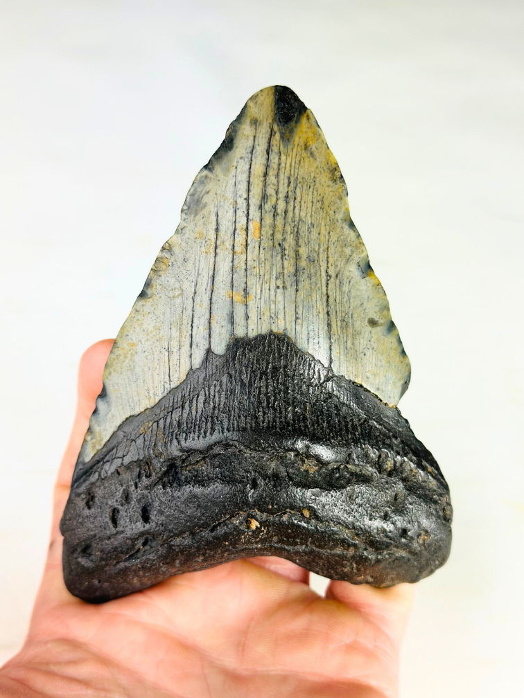 Megalodon-Zahn " The Giant" (US) - 12,3 cm