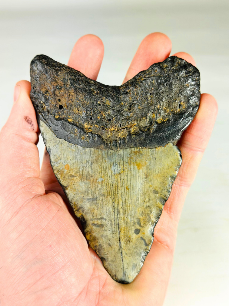 Megalodon tooth 'The Giant' (US) - 12.3 cm