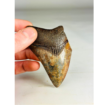 Dent de mégalodon "Middle Earth" (US) - 9,2 cm