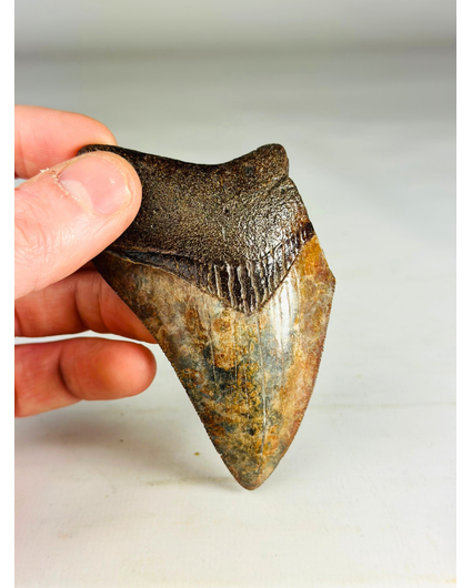 Megalodon Tooth "Middle Earth" (US) - 9.2 cm