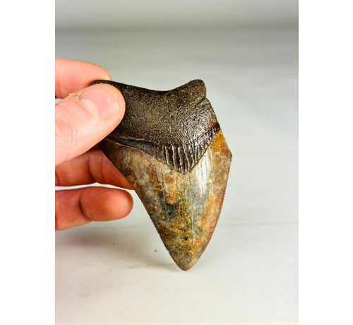 Megalodon-Zahn "Middle Earth" (US) - 9.2 cm