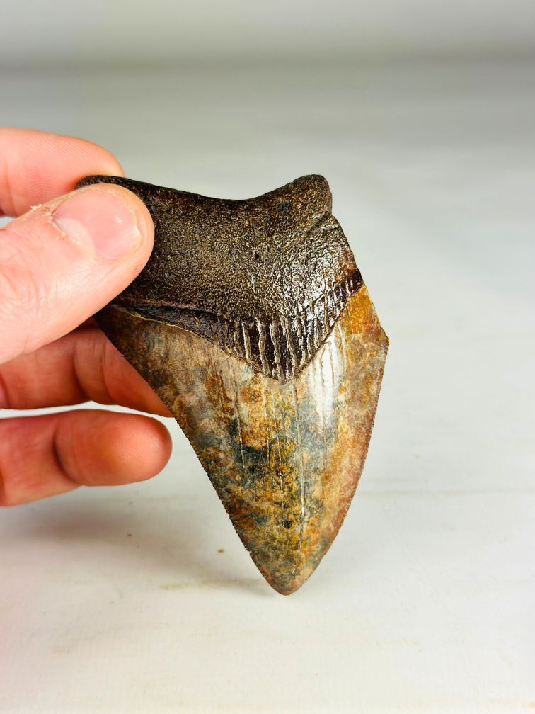 Diente de megalodón "Middle Earth" (US) - 9,2 cm