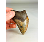 Megalodon Tooth "Middle Earth" (US) - 9.2 cm