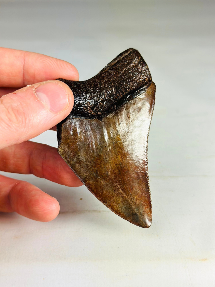 Megalodon Tand "Middle Earth" (VS) - 9,2 cm