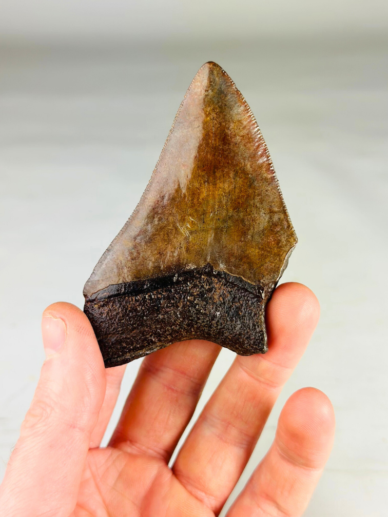 Dent de mégalodon "Middle Earth" (US) - 9,2 cm