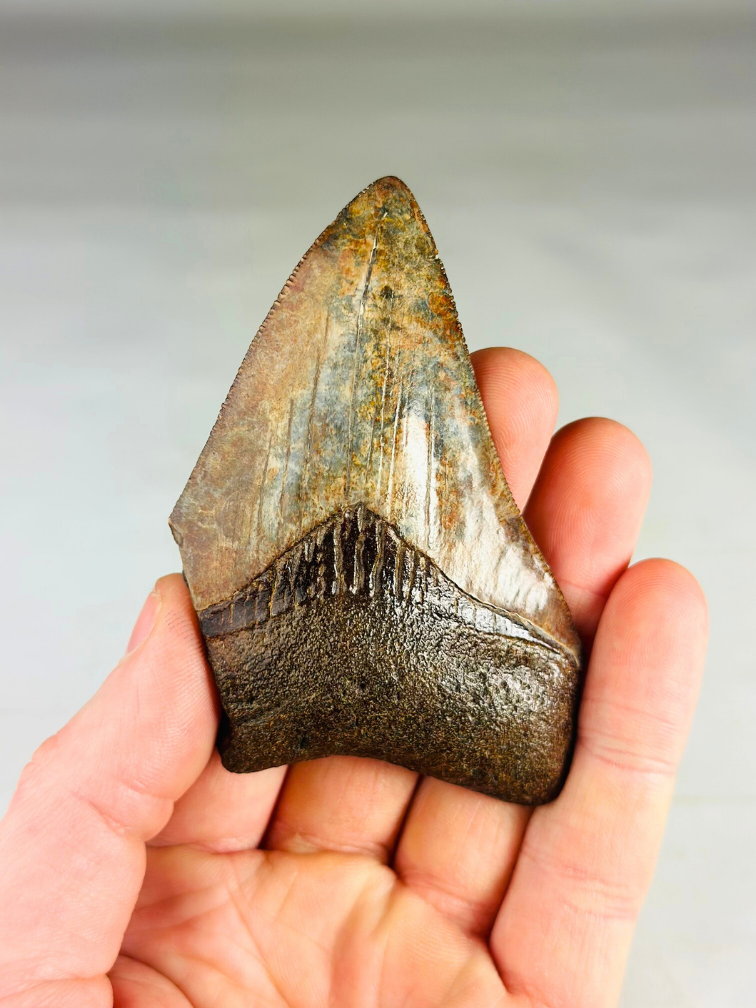 Diente de megalodón "Middle Earth" (US) - 9,2 cm