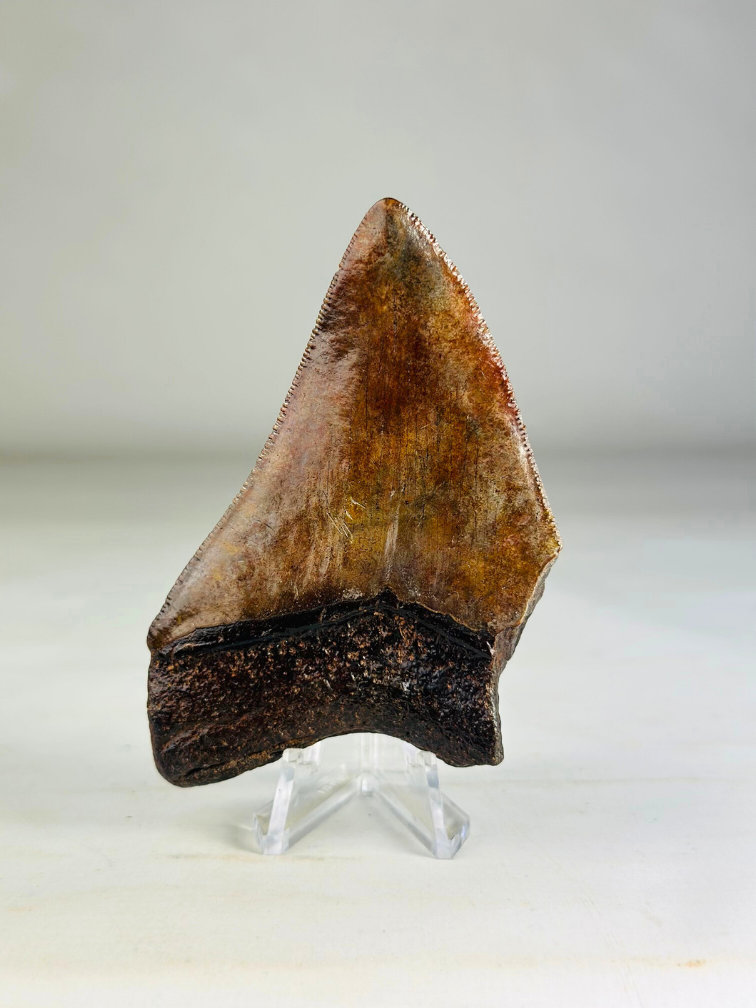 Dente di Megalodonte "Middle Earth" (USA) - 9,2 cm