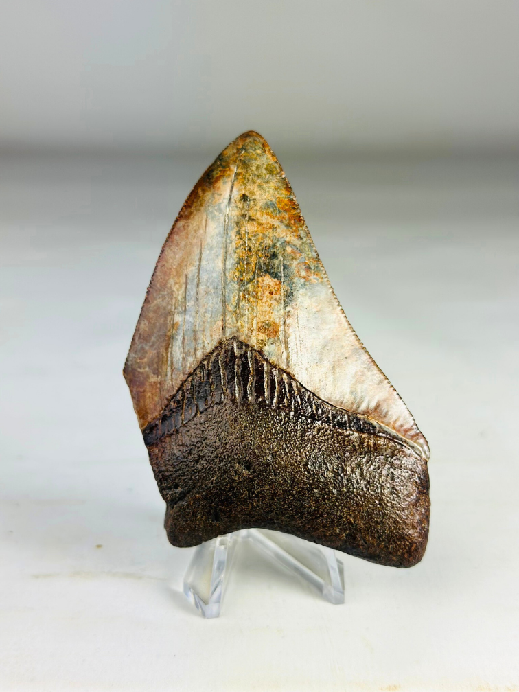 Dent de mégalodon "Middle Earth" (US) - 9,2 cm