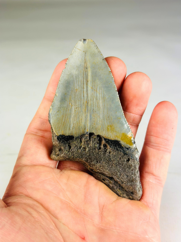 Diente de megalodón "The Wilderness" (US) - 9,2 cm