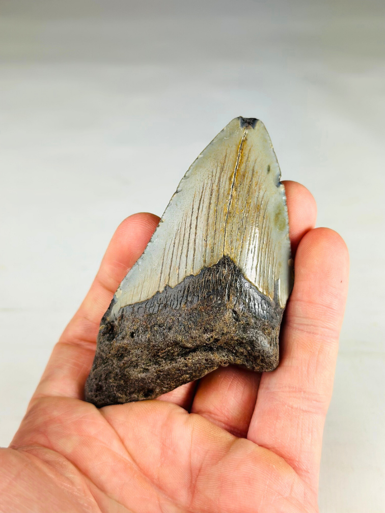 Diente de megalodón "The Wilderness" (US) - 9,2 cm