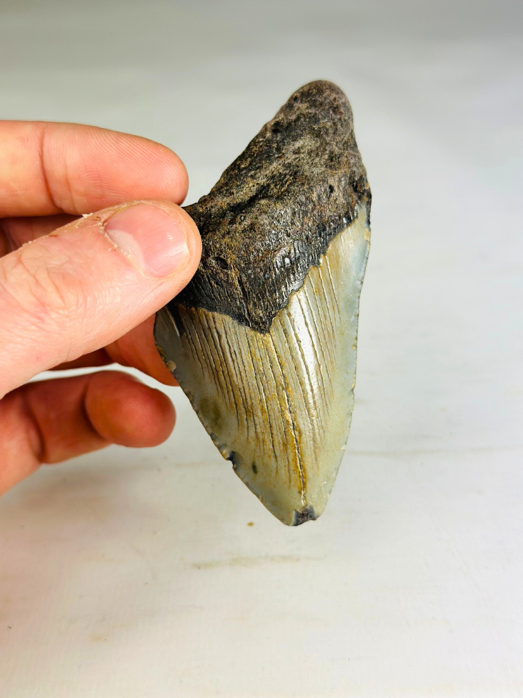 Diente de megalodón "The Wilderness" (US) - 9,2 cm