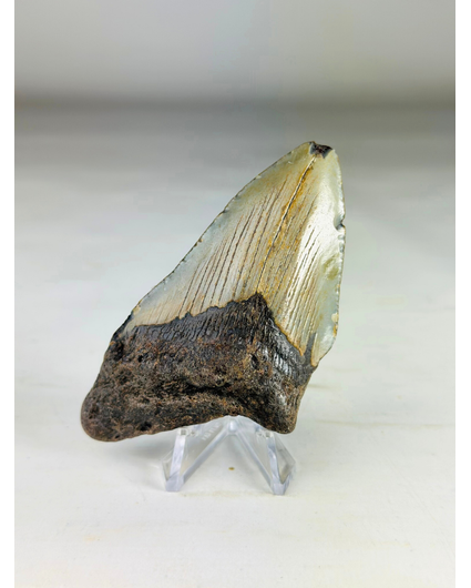 Megalodon Tand "The Wilderness" (VS) - 9,2 cm