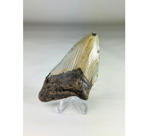 Dent de mégalodon "The Wilderness" (US) - 9,2 cm