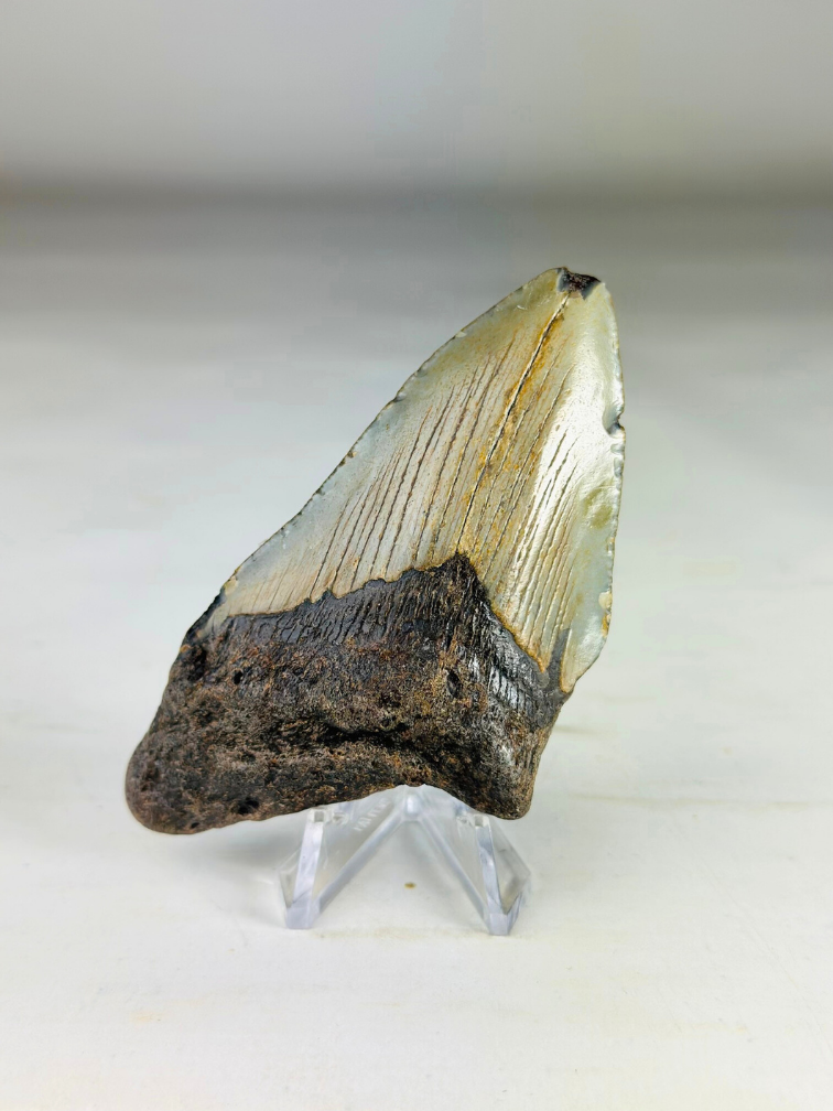 Diente de megalodón "The Wilderness" (US) - 9,2 cm