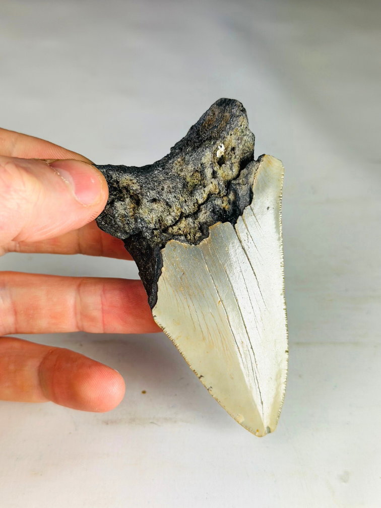 Dent de mégalodon ''Shard of Chaos'' (US) - 10 cm