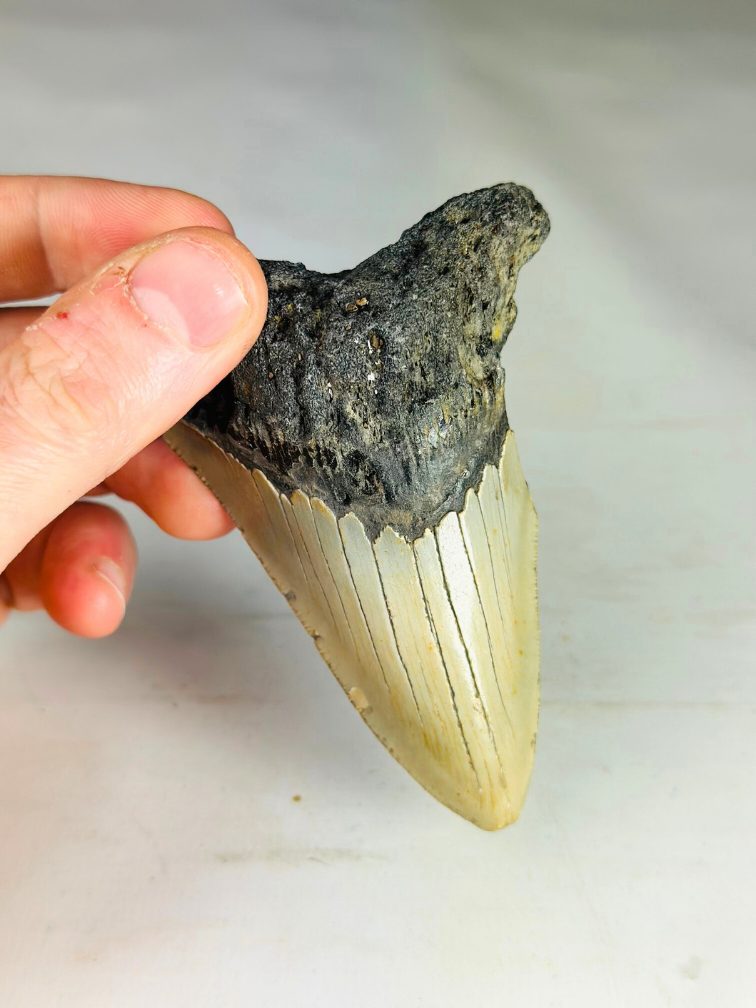 Dente di Megalodon ''Shard of Chaos'' (USA) - 10 cm