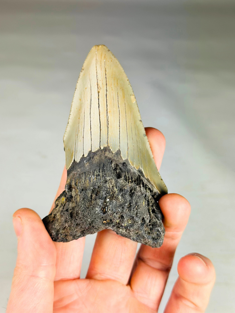 Dent de mégalodon ''Shard of Chaos'' (US) - 10 cm