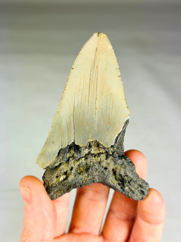 Dent de mégalodon ''Shard of Chaos'' (US) - 10 cm