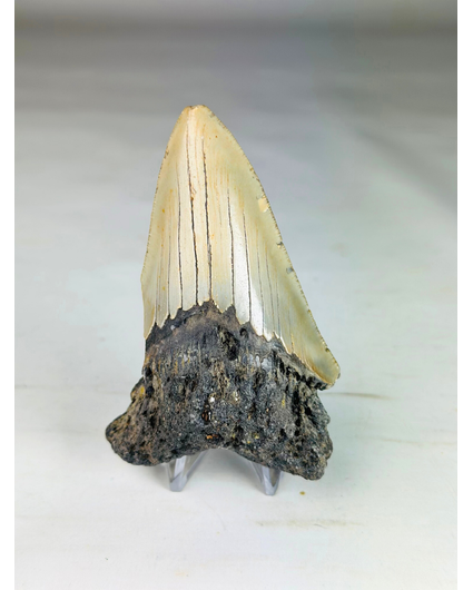 Megalodon tand ''Shard of Chaos'' (VS) - 10 cm