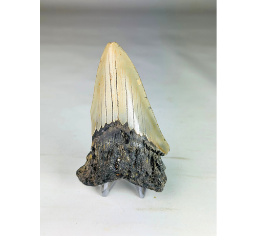 Dente di Megalodon ''Shard of Chaos'' (USA) - 10 cm