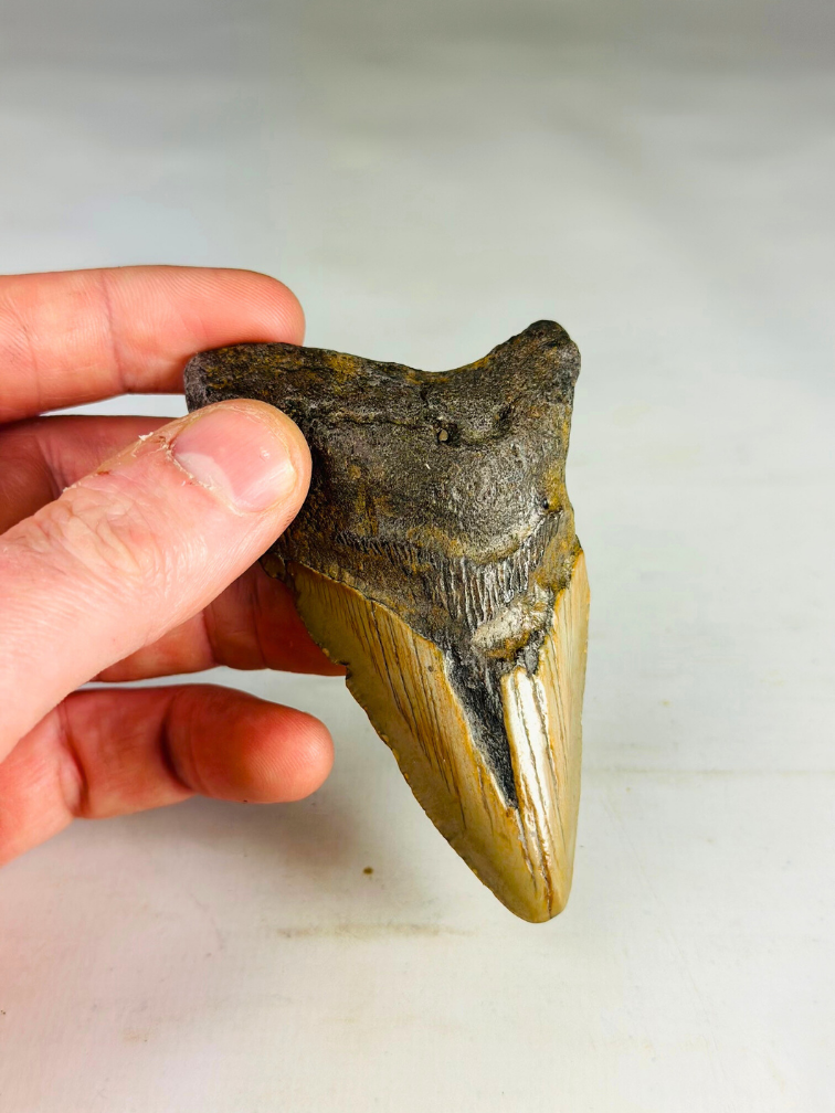 Diente de megalodón "Legion's Domain " (US) - 9,2 cm