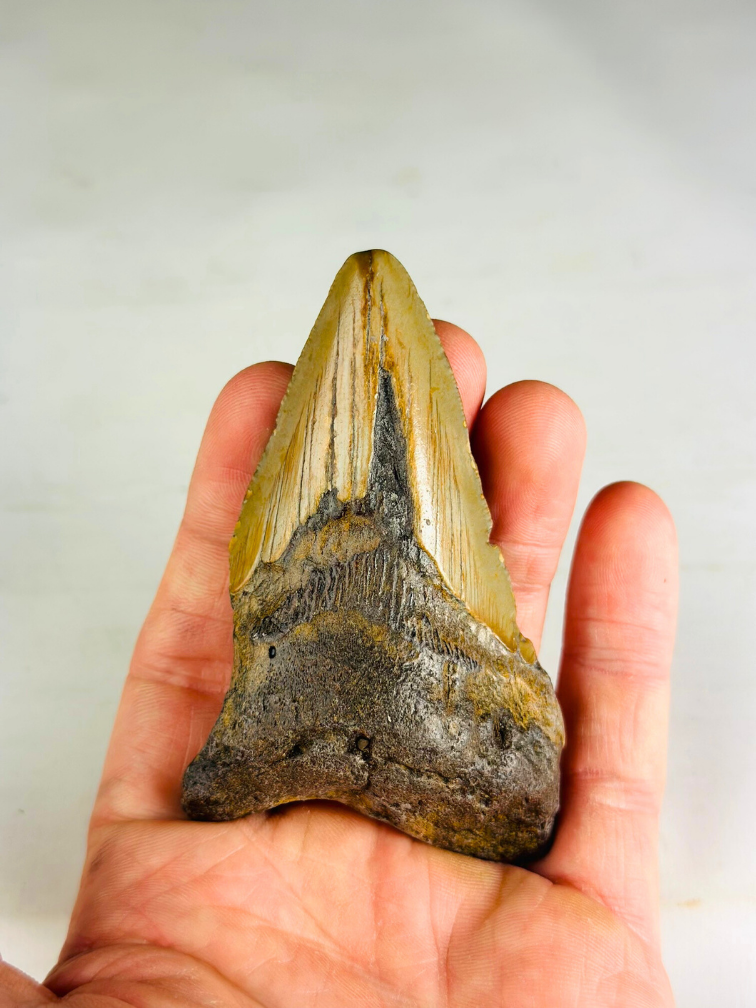 Megalodon Tooth "Legion's Domain " (US) - 9.2 cm