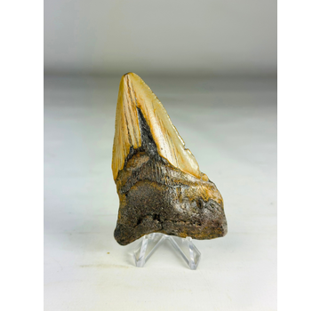 Megalodon-Zahn "Legion's Domain " (US) - 9.2 cm