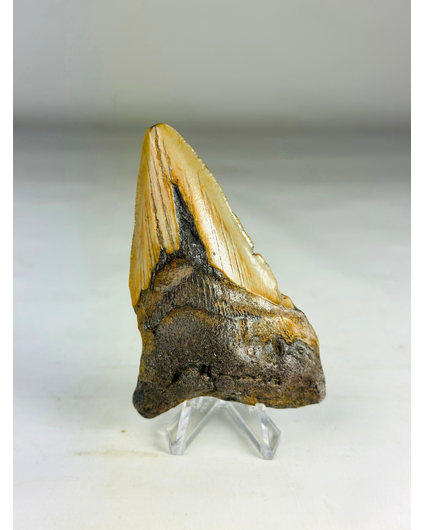 Megalodon Tand "Legion's Domain " (VS) - 9,2 cm