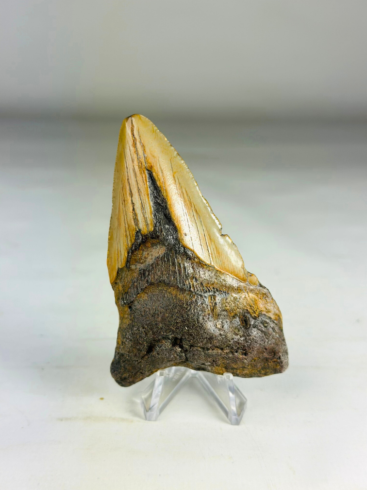 Dent de mégalodon "Legion's Domain " (US) - 9,2 cm