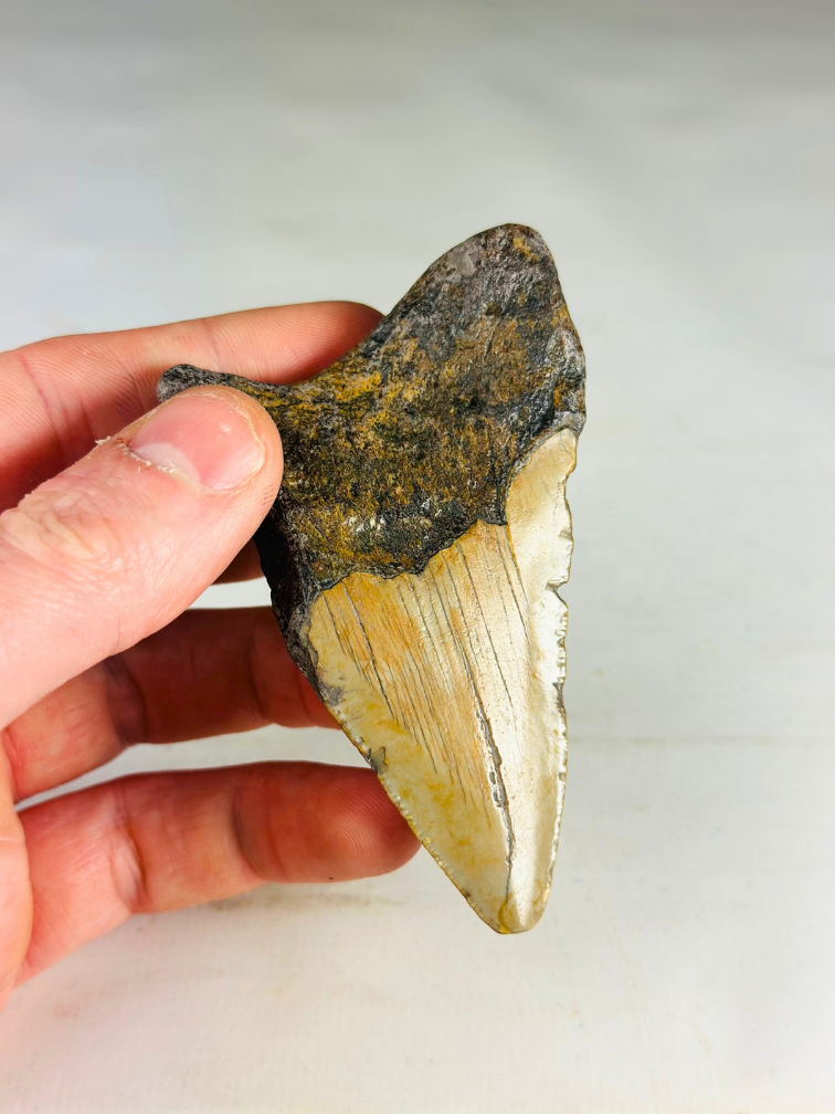 Dente di Megalodonte "Legion's Domain " (USA) - 9,2 cm