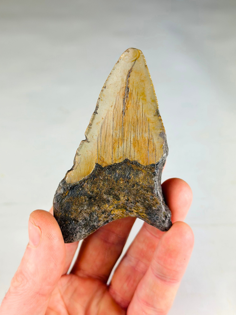 Dente di Megalodonte "Legion's Domain " (USA) - 9,2 cm