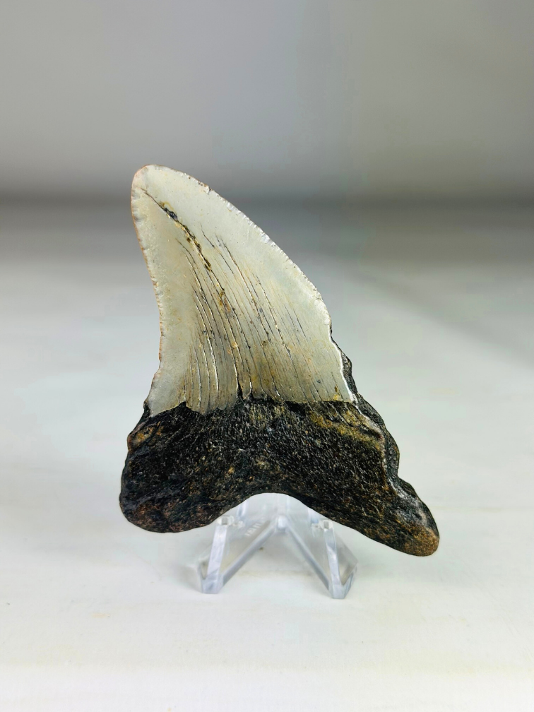 Megalodon Tand "Angel's Bane" (VS) - 9,2