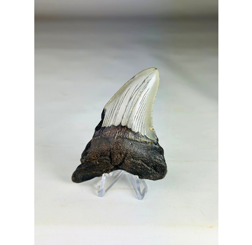 Diente de megalodón "Angel's Bane" (US) - 9,2 cm