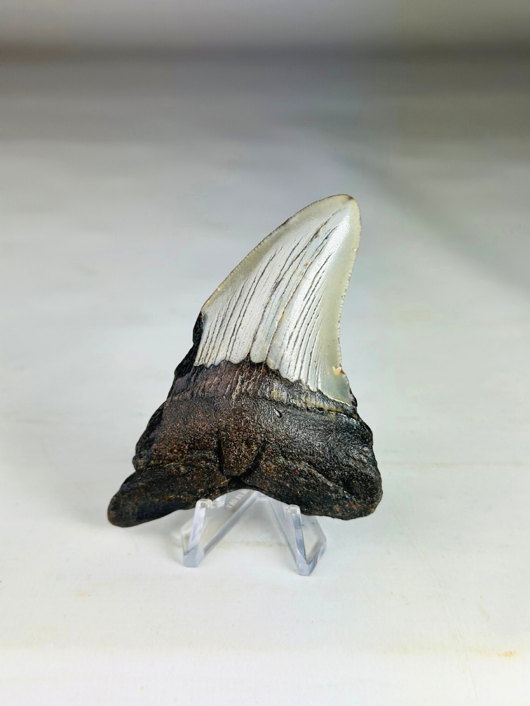 Megalodon Tand "Angel's Bane" (VS) - 9,2