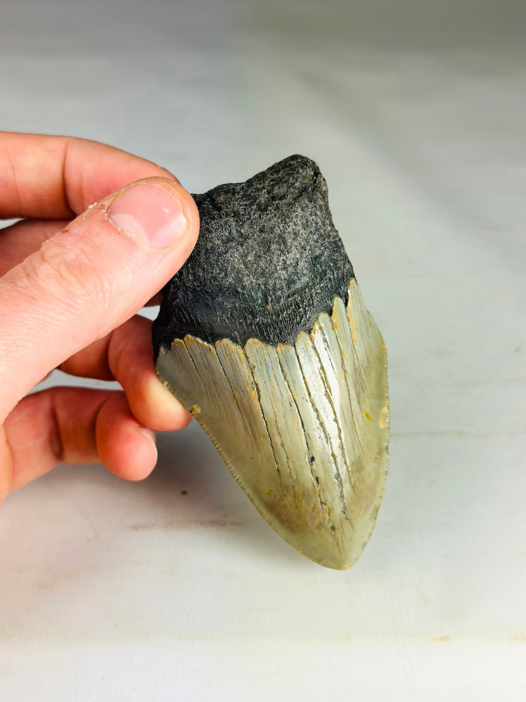 Dent de mégalodon ''Paladin's Power'' (US) - 9,1 cm