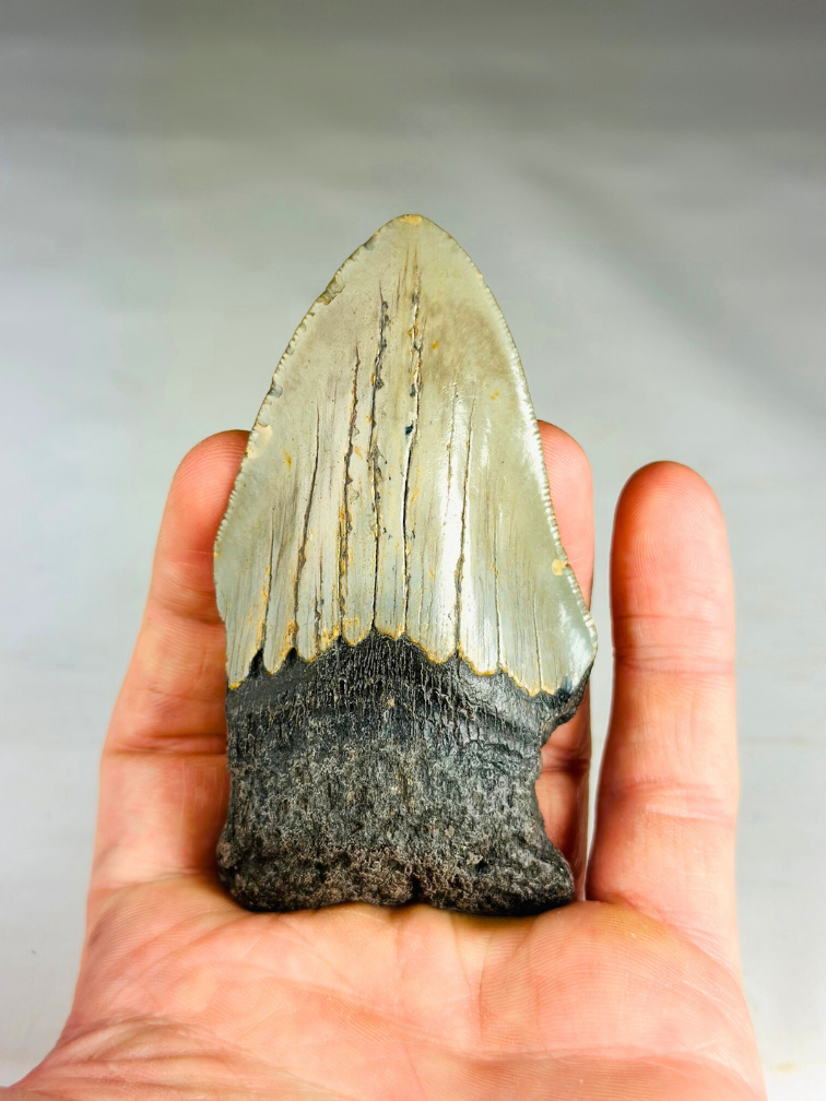 Megalodon tooth ''Paladin's Power'' (US) - 9.1 cm
