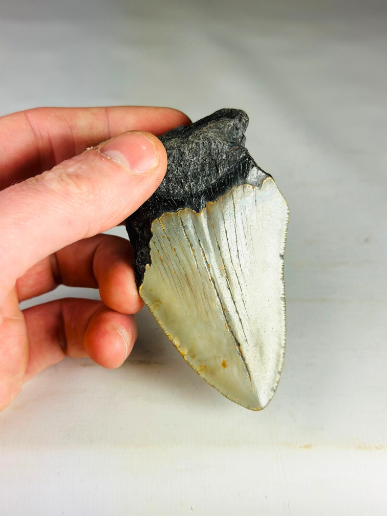 Dente di megalodonte ''Paladin's Power'' (USA) - 9,1 cm