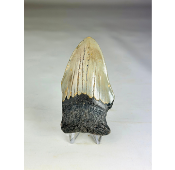 Megalodon-Zahn ''Paladin's Power'' (US) - 9,1 cm