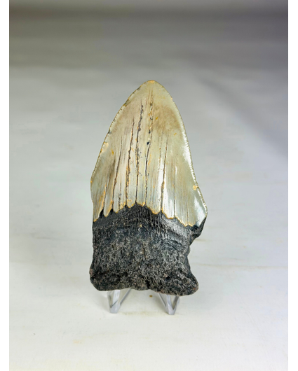Dente di megalodonte ''Paladin's Power'' (USA) - 9,1 cm