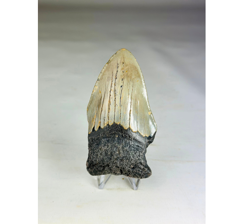 Megalodon tand ''Paladin's Power'' (VS) - 9,1 cm