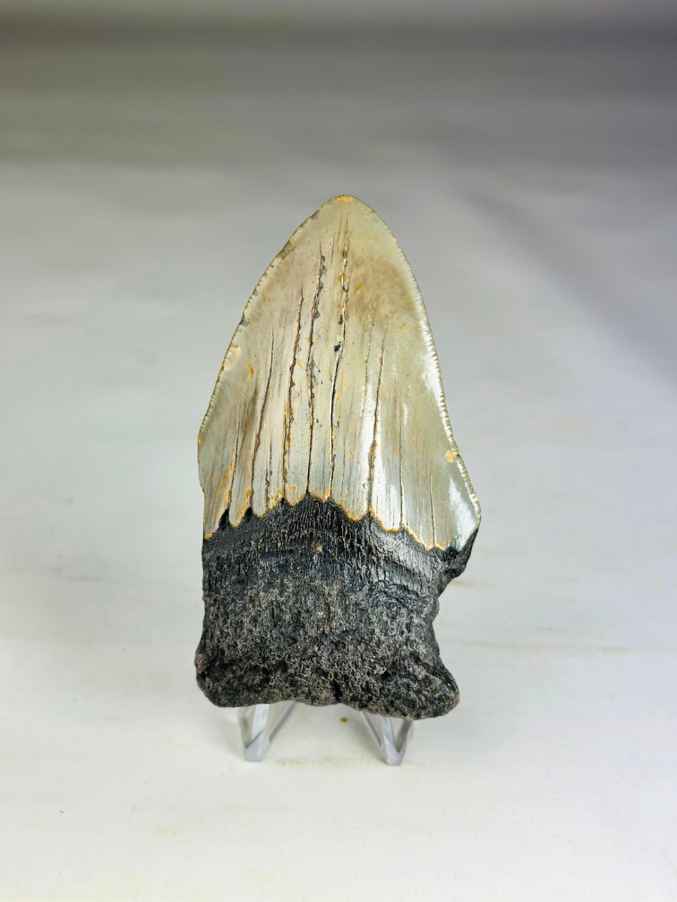 Megalodon tand ''Paladin's Power'' (VS) - 9,1 cm