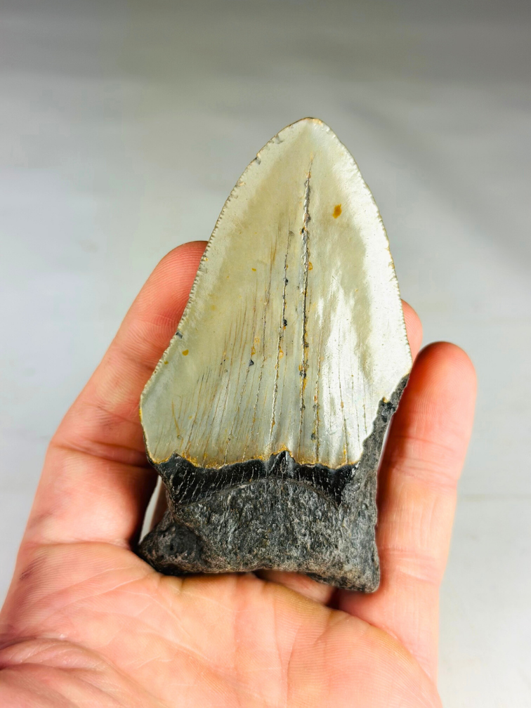 Megalodon tand ''Paladin's Power'' (VS) - 9,1 cm