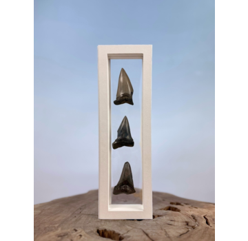 Dent de mégalodon  "Little Cubs" | 3D frame | 30x10cm