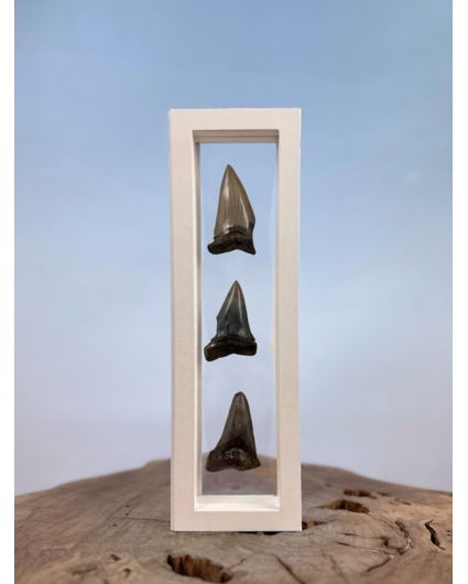 Megalodon Tooth "Little Cubs" | 3D frame | 30x10cm