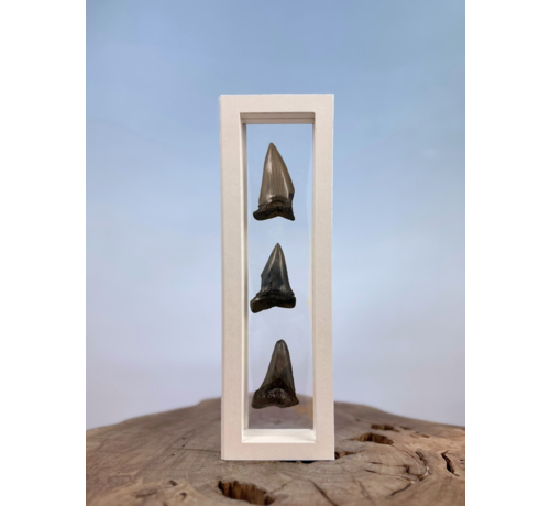 Megalodon Tooth "Little Cubs" | 3D frame | 30x10cm